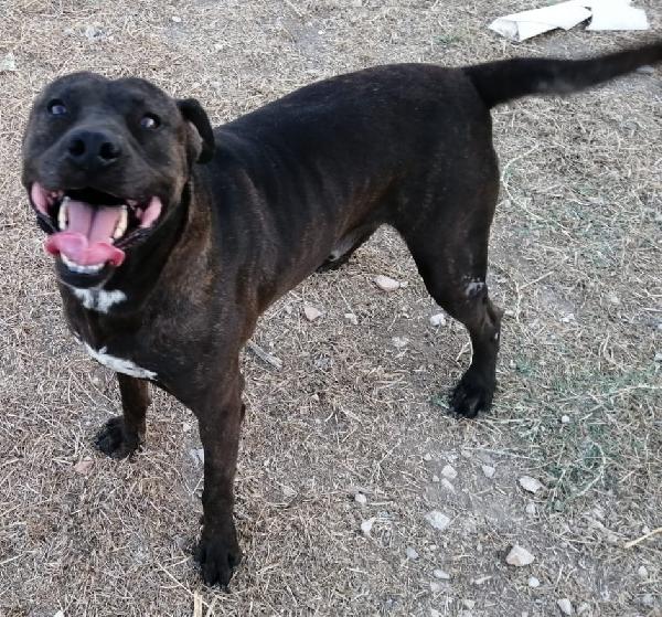 Ciccio pit nato intorno al 2018 Foto 3